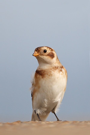 Snow Bunting