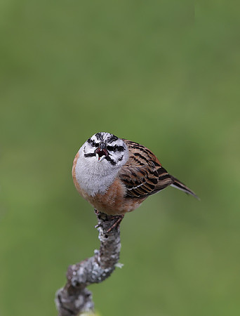 Rock Bunting