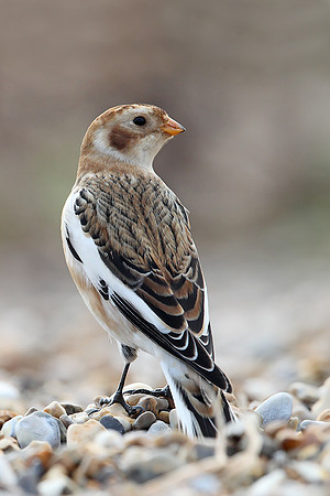 Snow Bunting