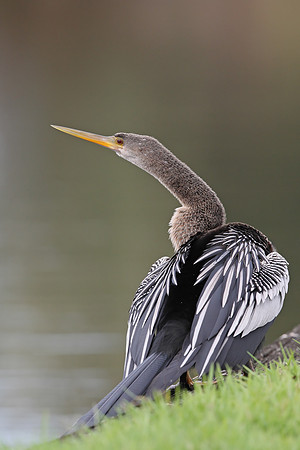 Anhinga