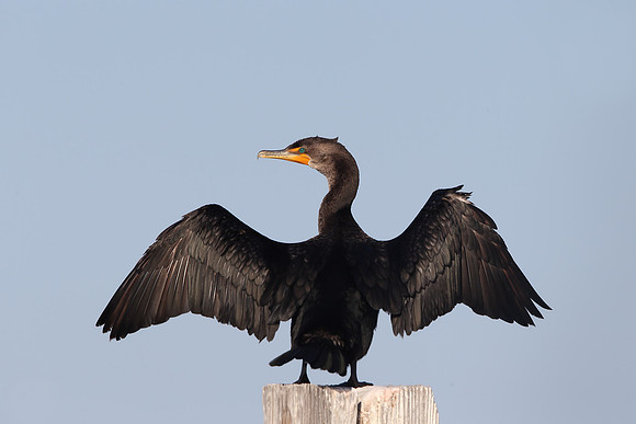 Double-crested cormorant