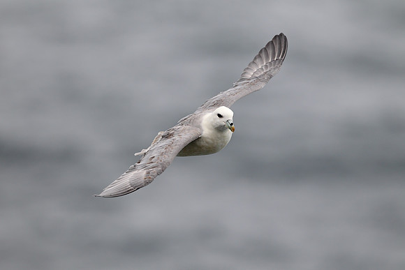 Northern Fulmar