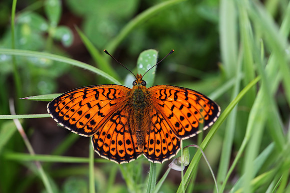 Twin-spot Fritillary