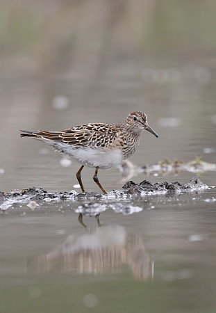 Pectoral Sandpiper