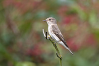 Spotted Flycatcher