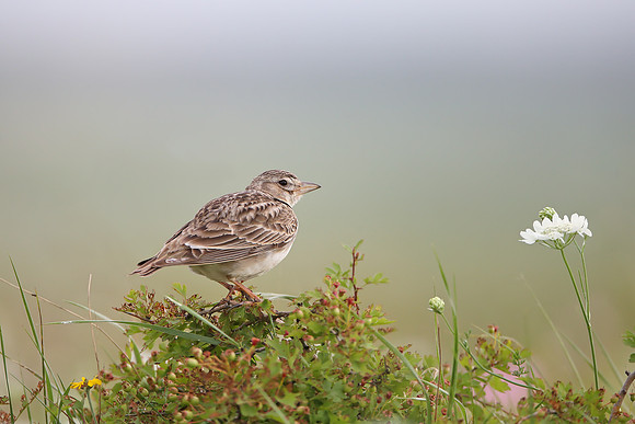 Calandra Lark