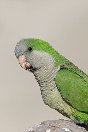 Monk Parakeet