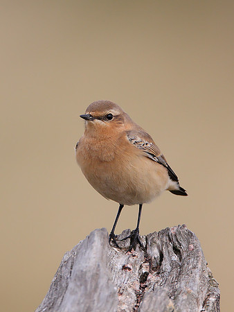 Northern Wheatear