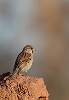 House Sparrow