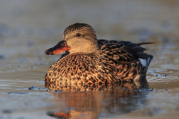 Gadwall