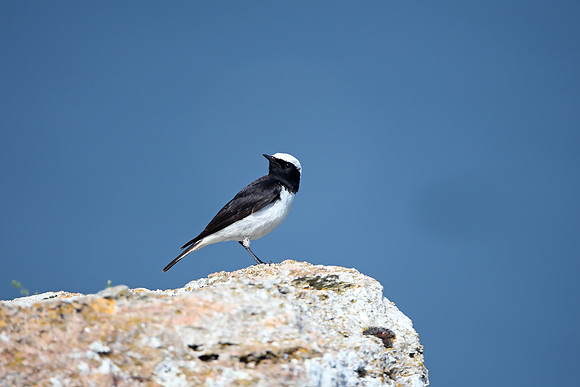 Pied Wheatear