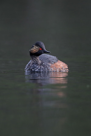 Black-necked Grebe