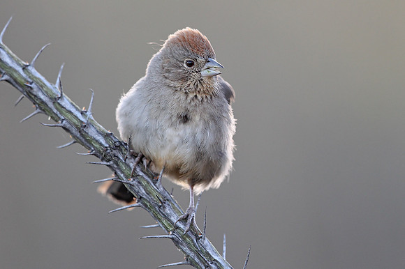 Canyon Towhee