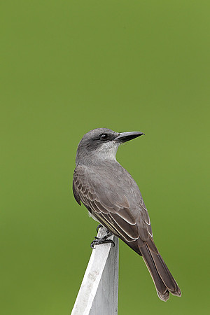 Grey Kingbird