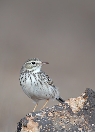 Berthelot's Pipit