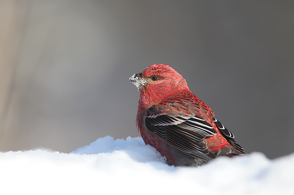 Pine Grosbeak