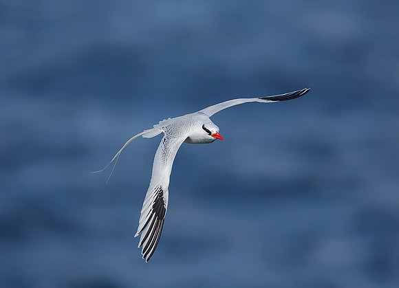 Red-billed Tropicbird