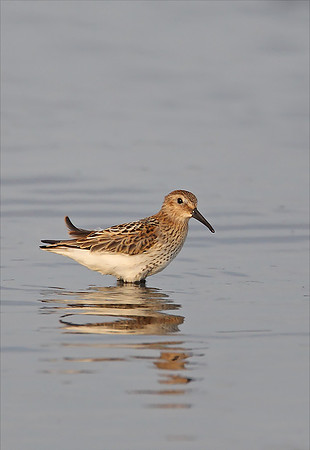 Dunlin