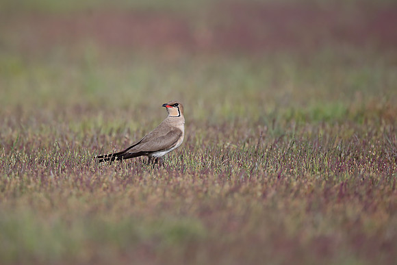 Collared Pratincole