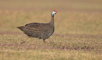 Gamebirds