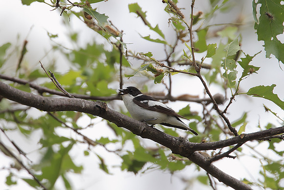 Semi-collared Flycatcher