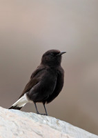 Black Wheatear