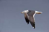 Heuglin's Gull