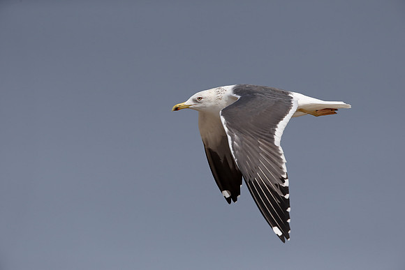 Heuglin's Gull