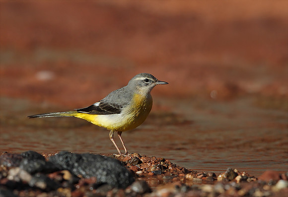 Grey Wagtail