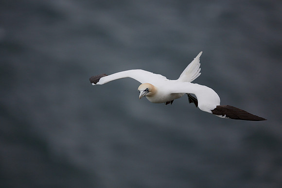 Gannet