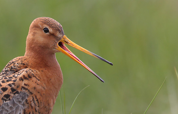 Black-tailed Godwit