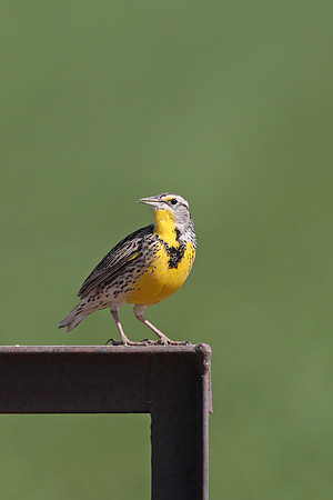 Western Meadowlark