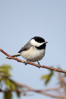 Carolina Chickadee