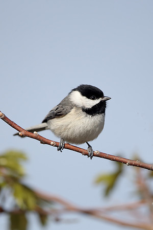 Carolina Chickadee