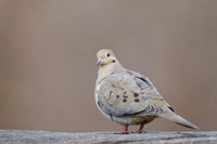 Mourning Dove