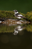 Collared Flycatcher