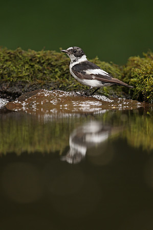 Collared Flycatcher