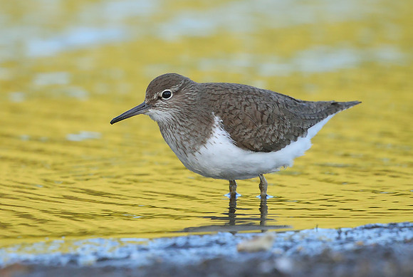 Common Sandpiper