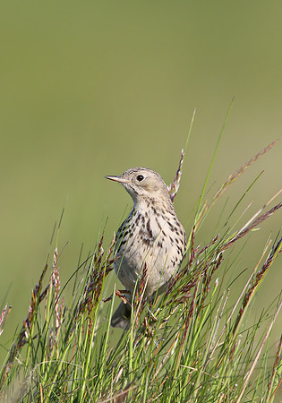 Meadow Pipit