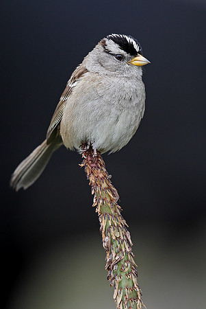 White-crowned Sparrow