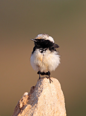 Cyprus Pied Wheatear