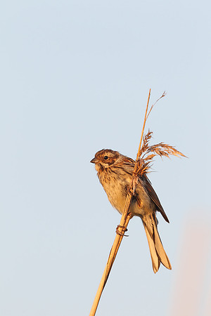 Reed Bunting