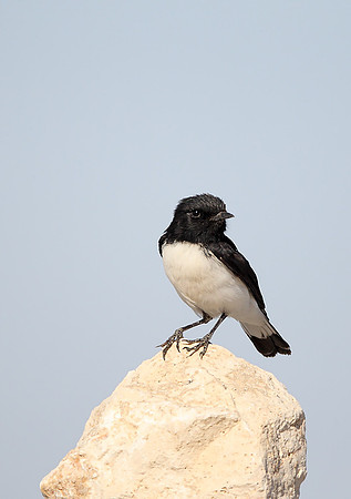 Hume's Wheatear