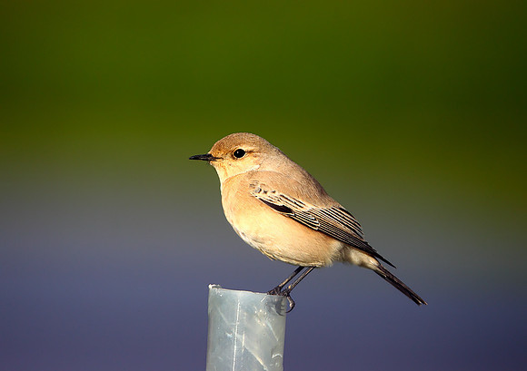 Desert Wheatear