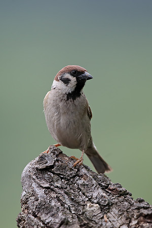 Tree Sparrow