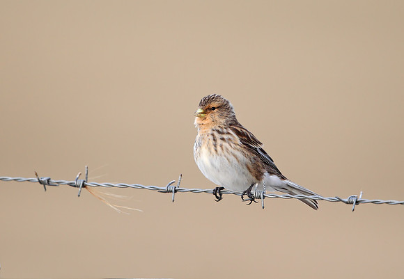 Twite