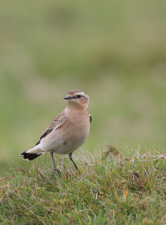 Northern Wheatear