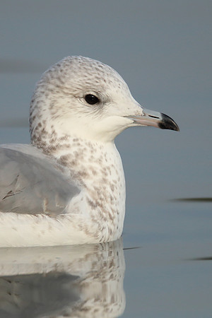 Common Gull