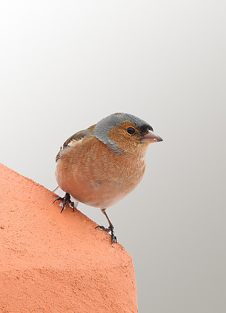 Chaffinch
