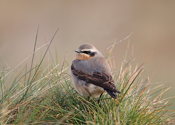 Northern Wheatear